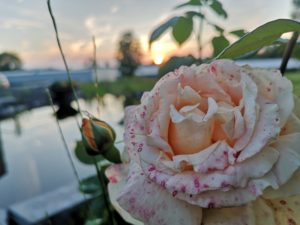 Rosenblüte im Abendlicht